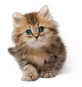 Cute Fluffy Kitten